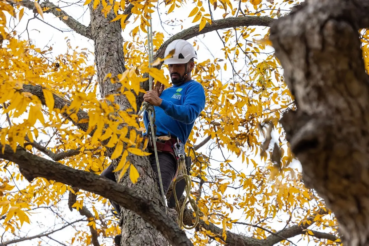 Skilled Storm Damage Cleanup crew working in Hermitage